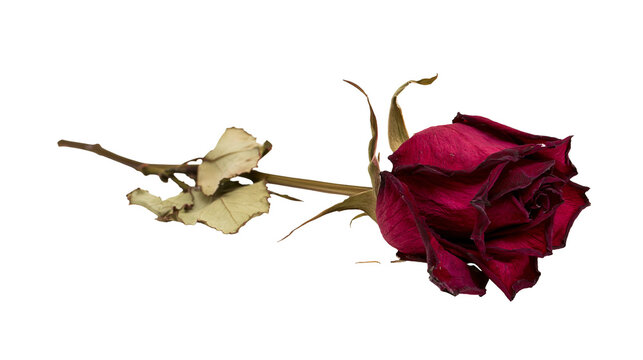 Dried dark red rose with withered leaves on stem