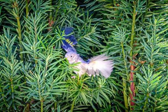 A young fledgling Goldfinch chick spreads its wings for the first time in an evergreen Yew tree in the Dordogne region of France