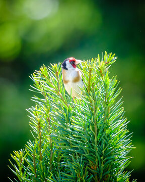 A Goldfinch perched on top of a Yew tree in the Dordogne region of France