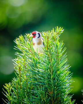 A Goldfinch perched on top of a Yew tree in the Dordogne region of France