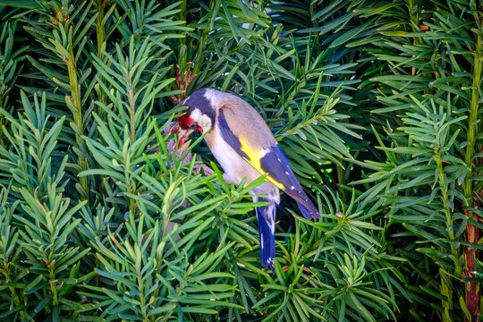 A Goldfinch feeds its two chicks nesting in an evergreen Yew tree in the Dordogne region of France