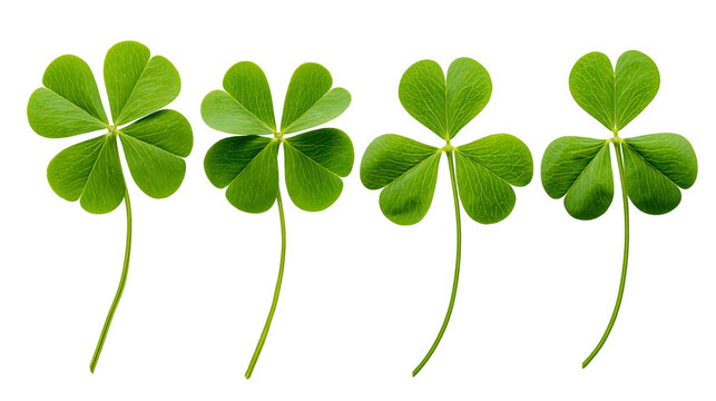 Four leaf clover and three leaf clovers green plants