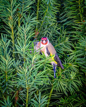 Two Goldfinch chicks wait open mouthed for food from an adult in their nest in an evergreen Yew tree in the Dordogne region of France