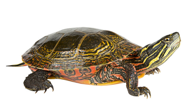 Painted turtle with yellow and black stripes on head and shell
