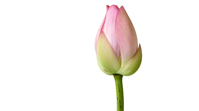 Pink lotus flower bud with green sepals and stem
