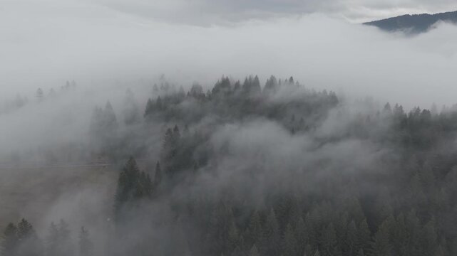 Misty Fog Rolling Over Dense Pine Forest at Dawn