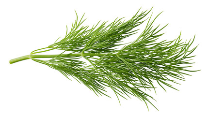 Fresh green dill herb sprig with delicate feathery leaves © Michal