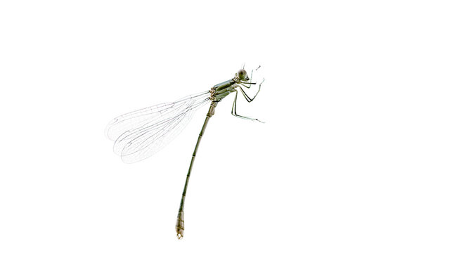 Green damselfly insect with wings and long body