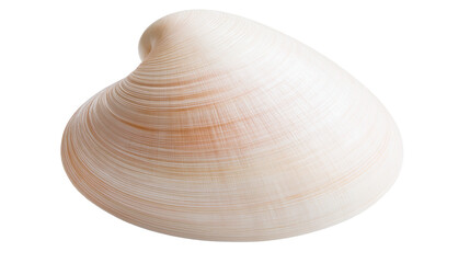 Smooth clam shell with subtle orange stripes and textured surface © Isabel