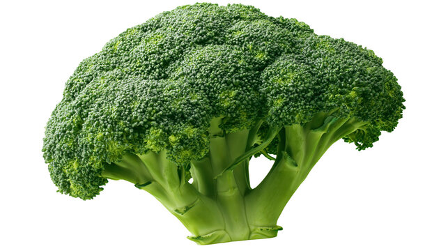 Fresh green broccoli head with thick stem