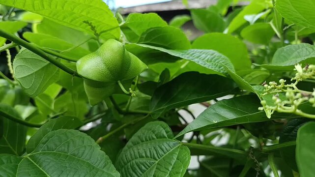 Close Up Video of Young Sacha Inchi Fruit (Plukenetia volubilis)