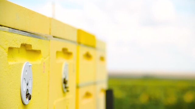 Bee apiary on a sunny summer day.