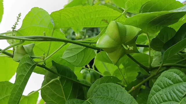 Close Up Video of Young Sacha Inchi Fruit on Vine (Plukenetia volubilis)