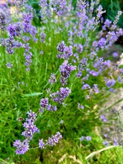 Obraz premium Blooming lavender bush with little bee flying close up