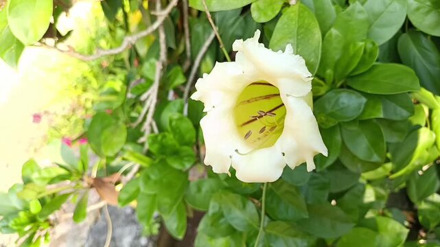 Close Up Video of Golden Chalice Vine Flower (Solandra maxima)