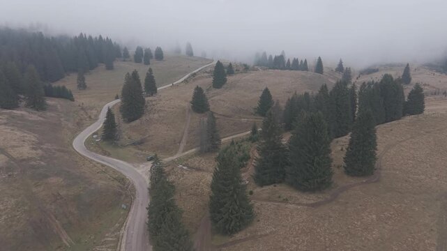 Misty Fog Rolling Over Dense Pine Forest at Dawn