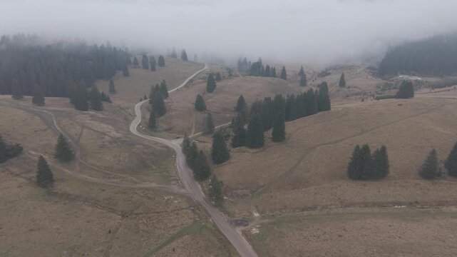 Misty Fog Rolling Over Dense Pine Forest at Dawn