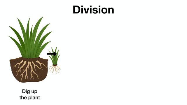 Animation of Educational biology diagram explaining plant propagation by division method, illustrating steps of digging up clump, separating sections, and potting new roots