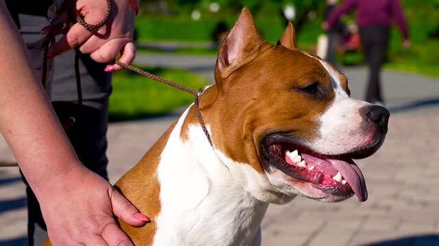 Petting a happy dog in a sunny park.
