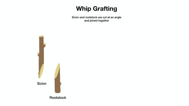 Educational video animation demonstrating whip grafting technique where scion and rootstock plant woody stems are cut at an angle and joined together