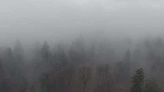 Misty Fog Rolling Over Dense Pine Forest at Dawn
