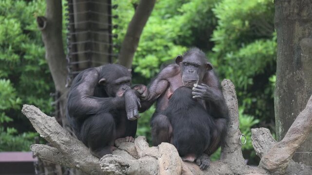 Chimpanzee family cuddling with each other in a zoo.