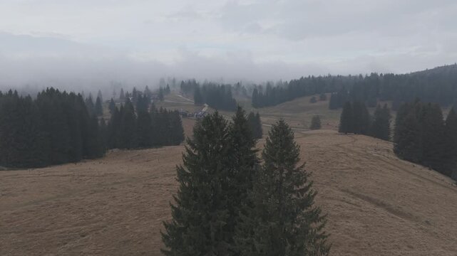 Misty Fog Rolling Over Dense Pine Forest at Dawn