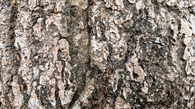 tree bark texture