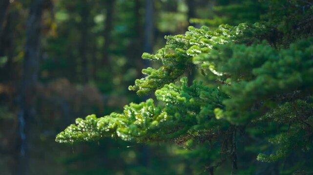 Lush green fir tree branch with dew drops sparkling in sunlight.