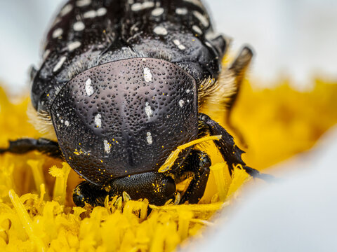 Macro Close-Up of white-spotted rose beetle Feeding on Yellow Flower Pollen