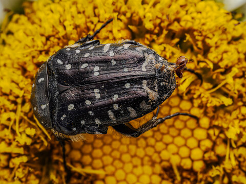 Macro Close-Up of white-spotted rose beetle Feeding on Yellow Flower Pollen
