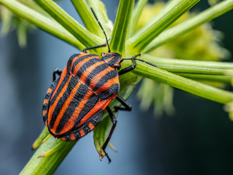 Close-Up Of minstrel Bug On Green Plant Stem