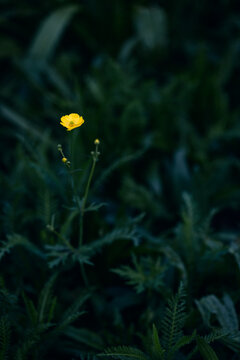 Bright yellow flower, buttercup, dark forest background