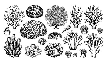 Hand Drawn Coral Reef Marine Illustration Collection with Ocean Corals Sea Sponges and Underwater Organisms © Songkari
