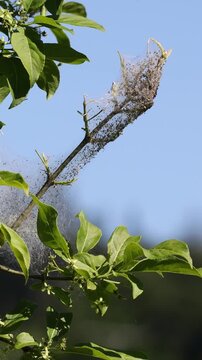 Tent caterpillars creating a silk nest on a tree branch