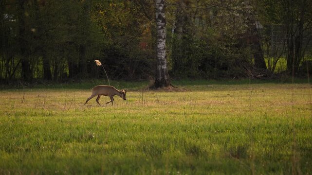 Roe deer grazing on lush green meadow during peaceful spring morning in nature.