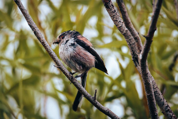 Longtailed Tits Perched Among Summer Foliage in Stakeford, Northumberland © Neil_Benison_Photos