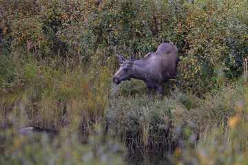 Majestic Moose Standing at the Water's Edge in the Woods, Close-up © André Sørbø