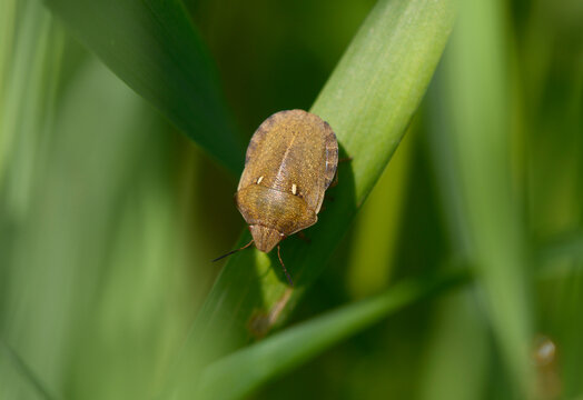 Sunn pest Eurygaster integriceps shield bug sitting on a green grass leaf in summer meadow