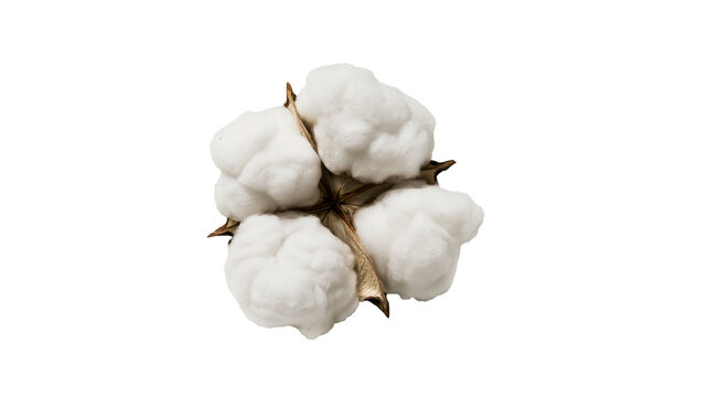 Cotton boll with fluffy white fibers and brown stem
