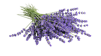 Bouquet of fresh lavender flowers with green stems © Elena