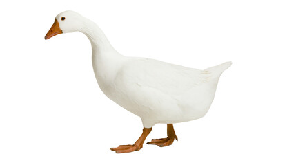 White domestic goose with orange beak and legs © Elena