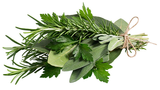 Bundle of fresh rosemary sage parsley, and bay leaves tied with twine