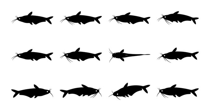 Set of 12 Black Silhouette Catfish Icons, Diverse Poses and Angles, Simple Vector Graphics for Aquatic and Fishing Themes