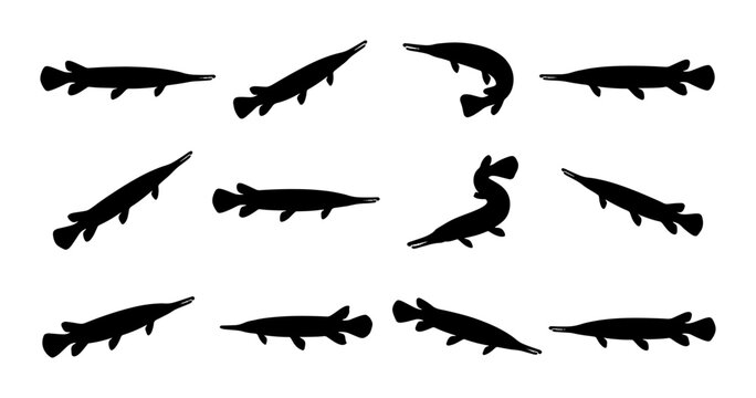 Alligator Gar Silhouette Collection, Aquatic Wildlife Vector Icons, Predatory Fish Graphics for Nature and Fishing Themes