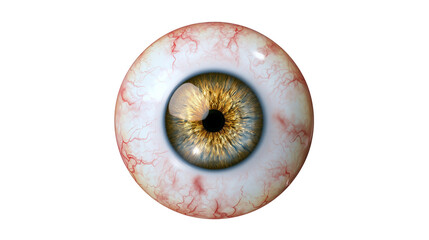 Human eyeball with golden iris and visible red blood vessels © Miguel