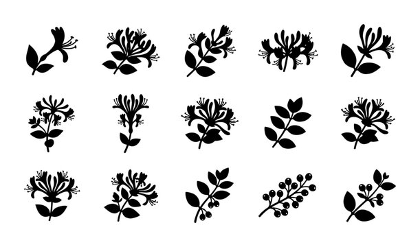 Botanical Silhouettes Collection: Delicate Honeysuckle and Berry Branch Vector Icons, Elegant Floral Elements for Nature Designs