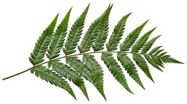 Green fern frond with serrated leaves