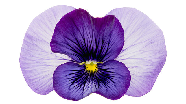 Purple and white pansy flower with dark veins