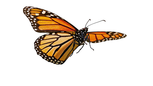 Monarch butterfly with orange wings and black veins